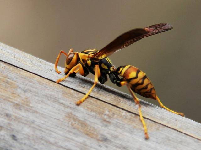 今年被马蜂蜇死多少人,多人被马蜂蜇伤目前已送医治疗