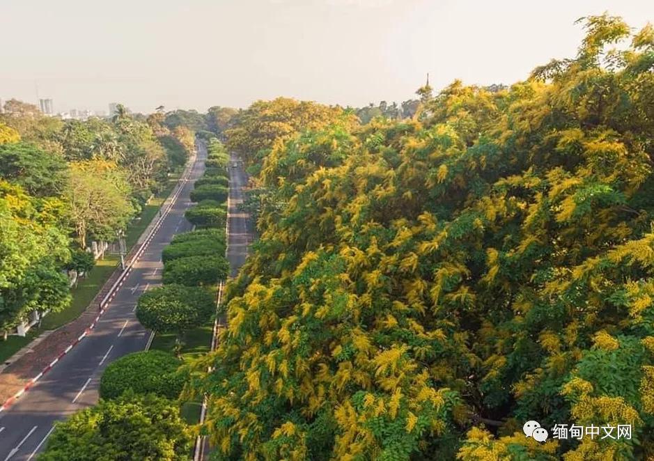 紫檀花开独一无二,紫檀花开了视频