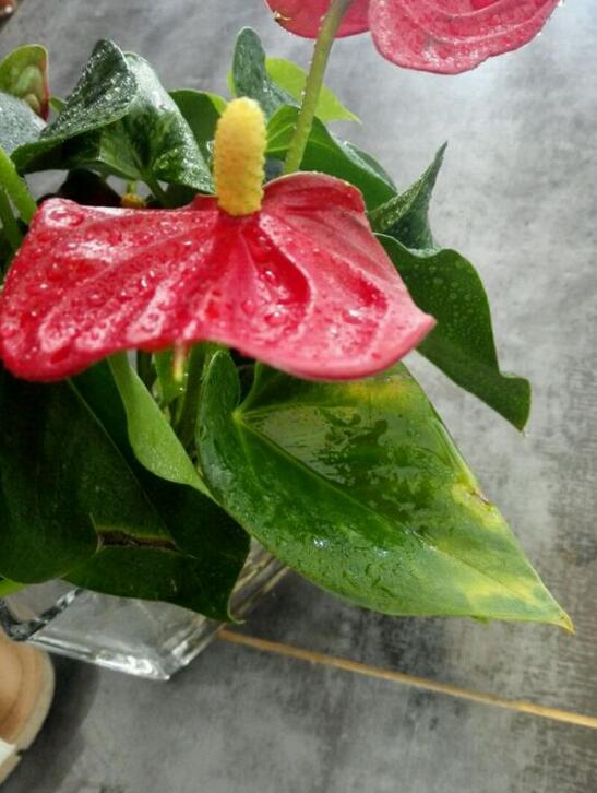 红掌水培叶子发黄烂怎么补救,水培红掌叶边枯黄