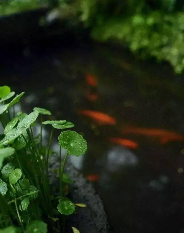 十首夏至诗词送你清凉一夏,夏至时节最美诗词与佳句