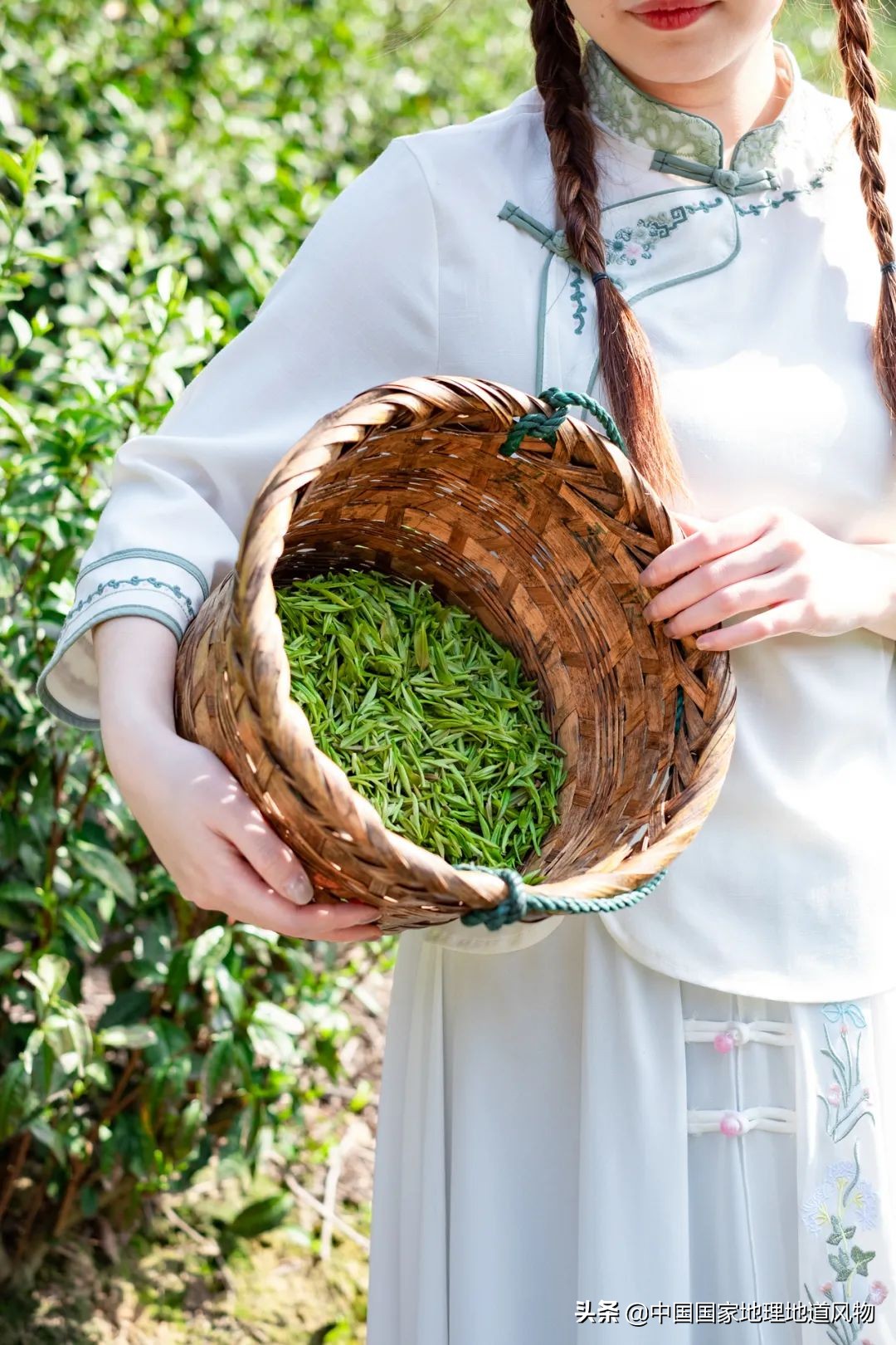 中国茶叶分布图,中国茶区详细分布图