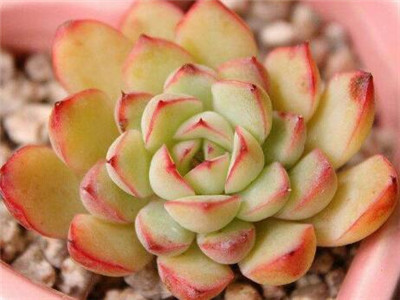 种植多肉的视频,多肉种植小视频