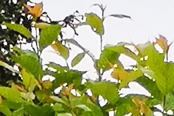 大樱桃黄叶是得补铁吗,樱桃也要保果吗