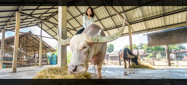 泰国旅游漫游,最新鲜玩转泰国攻略