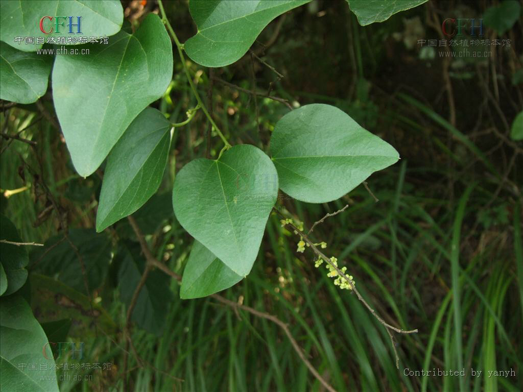 黑风散介绍,少林黑风散膏药