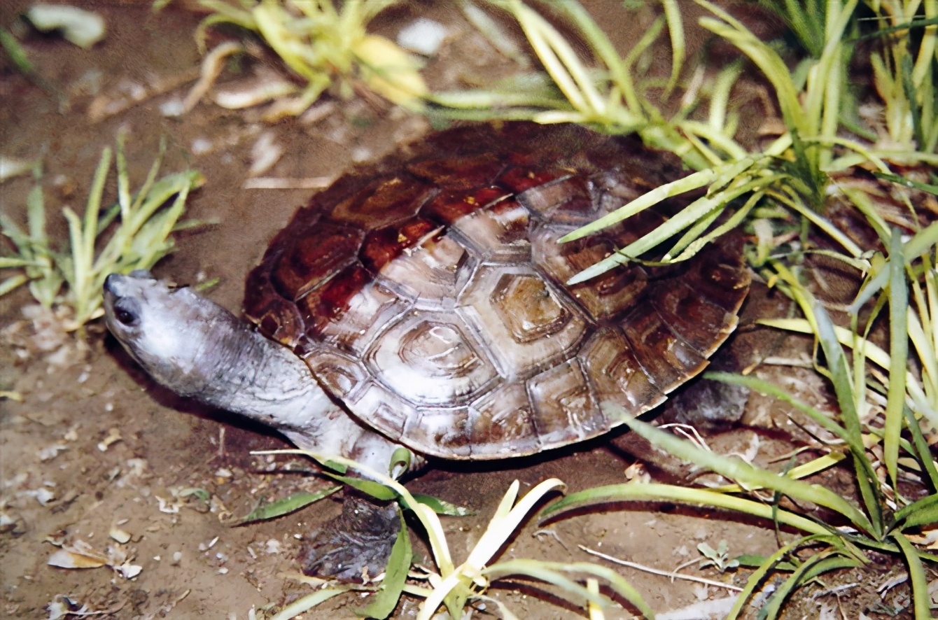 龟类纪录片,龟类图片