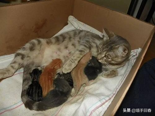 猫难产怎么挽救,猫难产是什么原因造成的