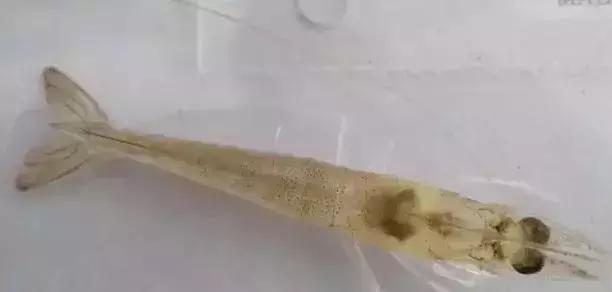 巡塘怎么发现鱼有病变,巡塘时偶尔发现死虾正常吗