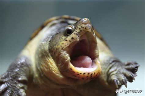 蛋龟之王窄桥蛋龟苗饲养方法,窄桥蛋龟放沉木饲养可以吗