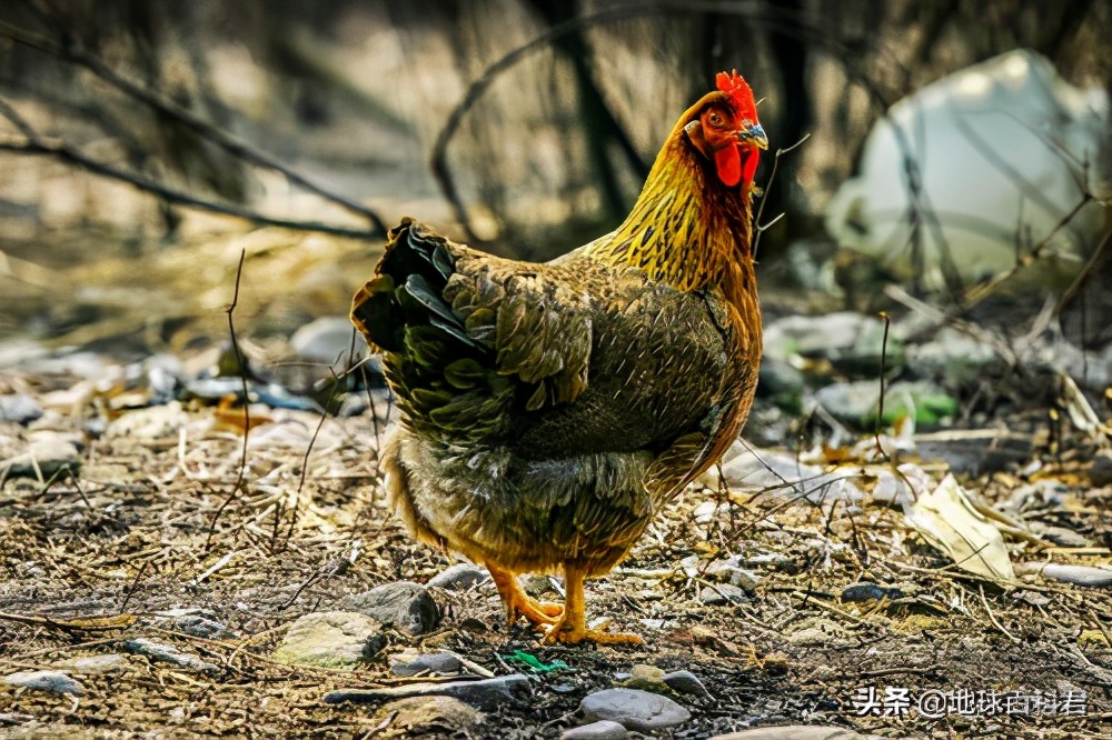 清远发展好不好,清远市清远鸡哪家好吃