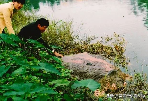 斑鳖即将灭绝人工克隆,全球仅剩3只斑鳖