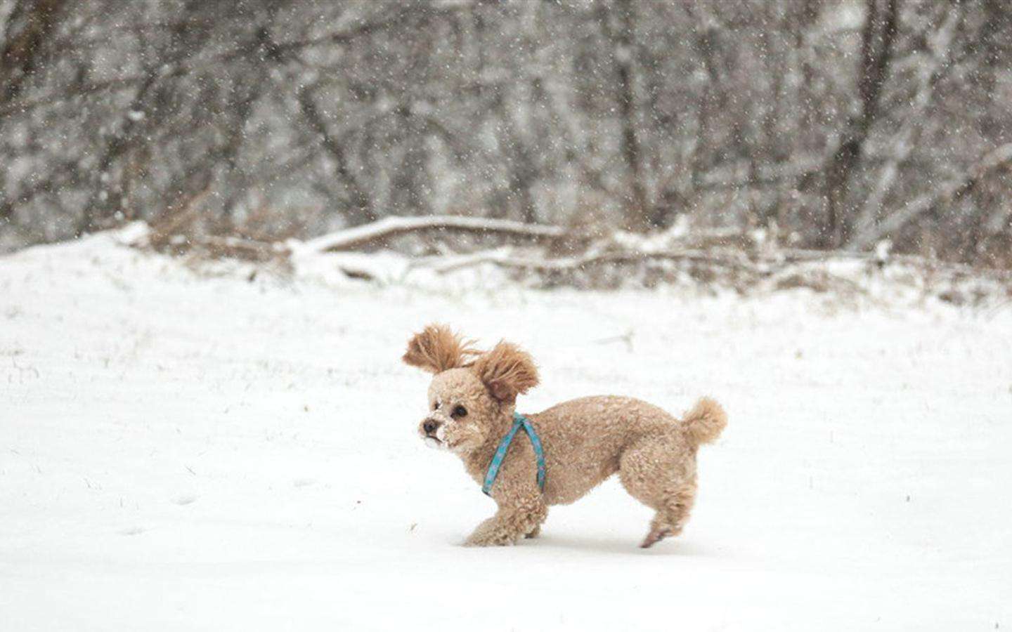 狗狗老是咔咔是怎么了,狗狗老是啃主人的手要制止吗