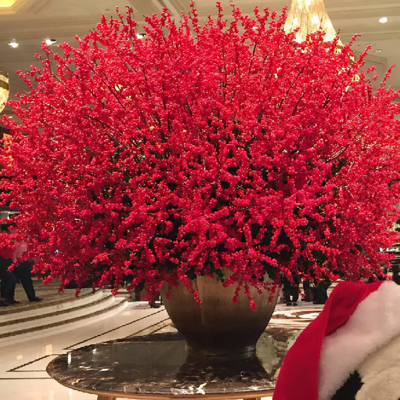 好养的贵族花,4种花便宜好养又漂亮