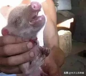 母猪养到第三胎母性变差什么原因,母猪吃猪仔什么原因