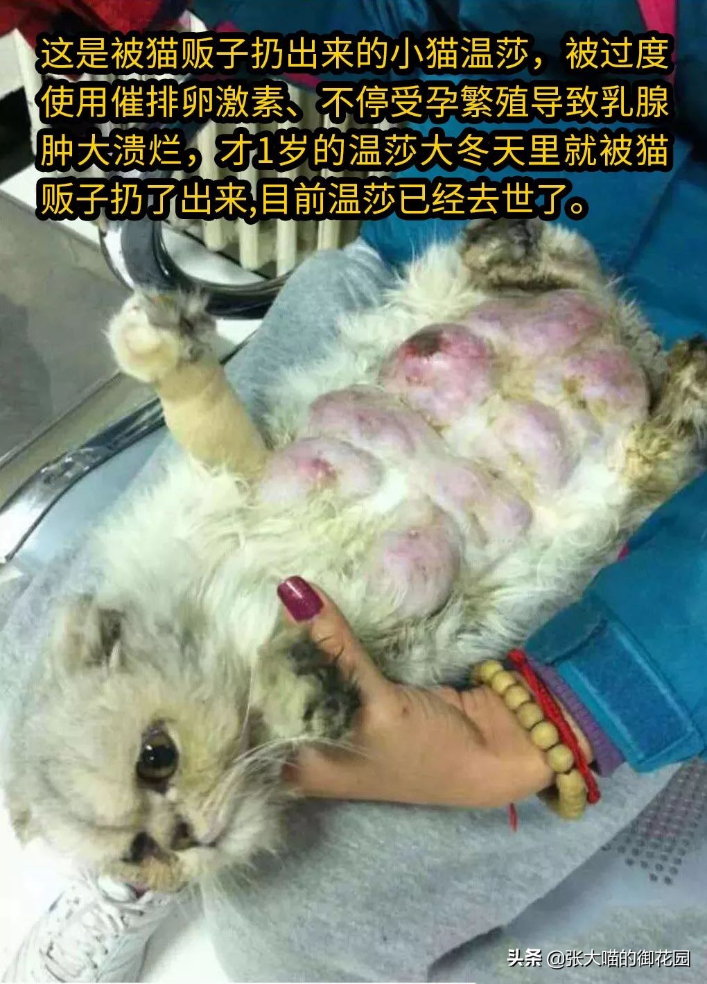 猫咪生过小猫还要绝育吗,为什么不建议猫生一窝再绝育
