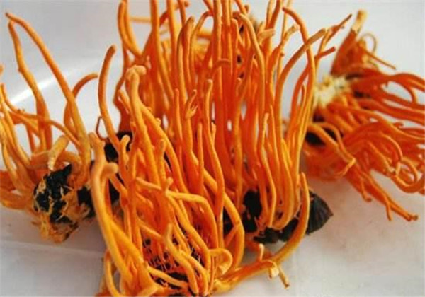 蛹虫草人工种植好种吗,蛹虫草的培育技术与管理