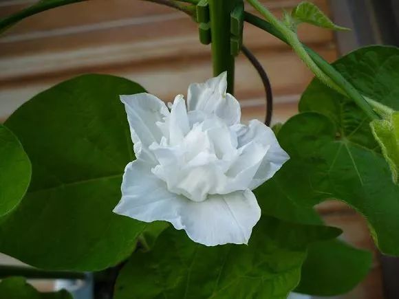 牵牛花到处都可以肆无忌惮的生长,不常见的品种,美出天际!