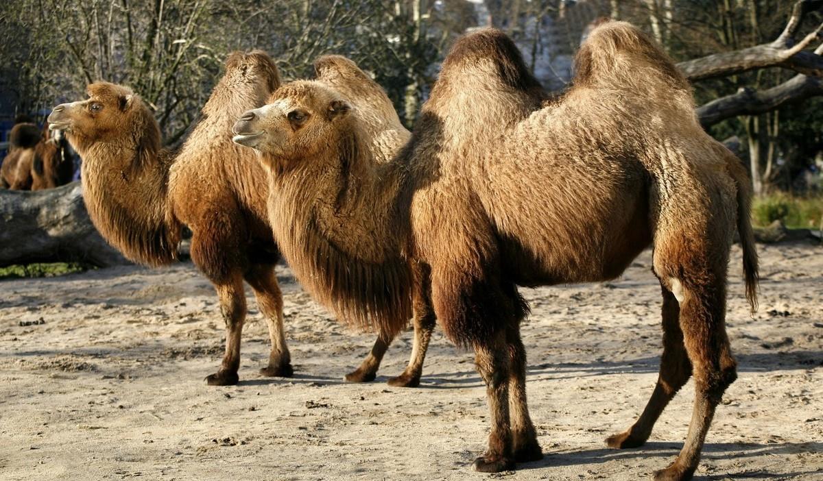 在沙漠中遇到死去的骆驼,在沙漠中碰到死后的骆驼