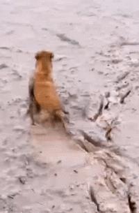 汪星人的秘密,舌头的3个小秘密