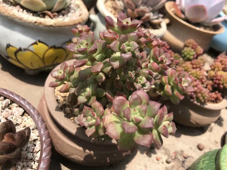 多肉植物长斑,多肉植物长斑是怎么回事