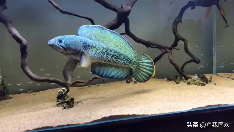 雷龙苗子到家如何饲养,养殖雷龙鱼鱼缸怎么布置