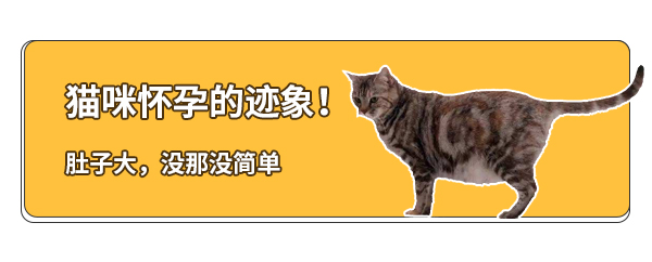 猫咪怀孕怎样预防流产,猫咪怀孕了怎么防止呕吐