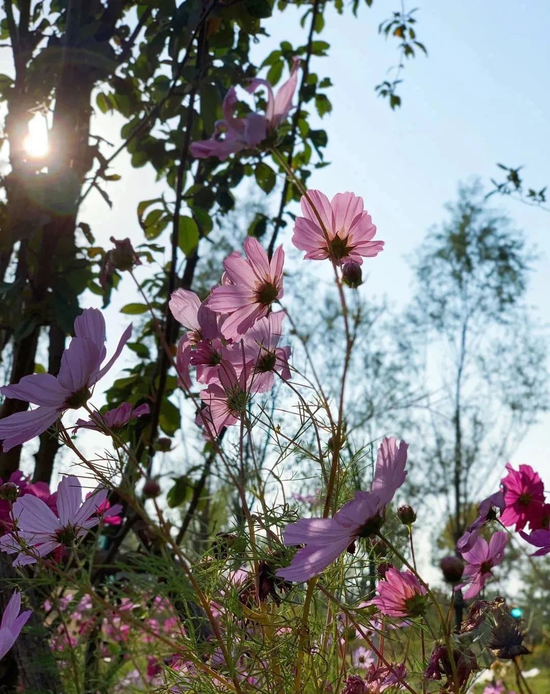 缃戝弸鍒嗕韩鍖椾含璧忚姳鎸囧崡,鍖椾含璧忚姳鎸囧崡