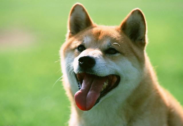 面对狗狗的乳房发炎,你知道该如何解决吗?