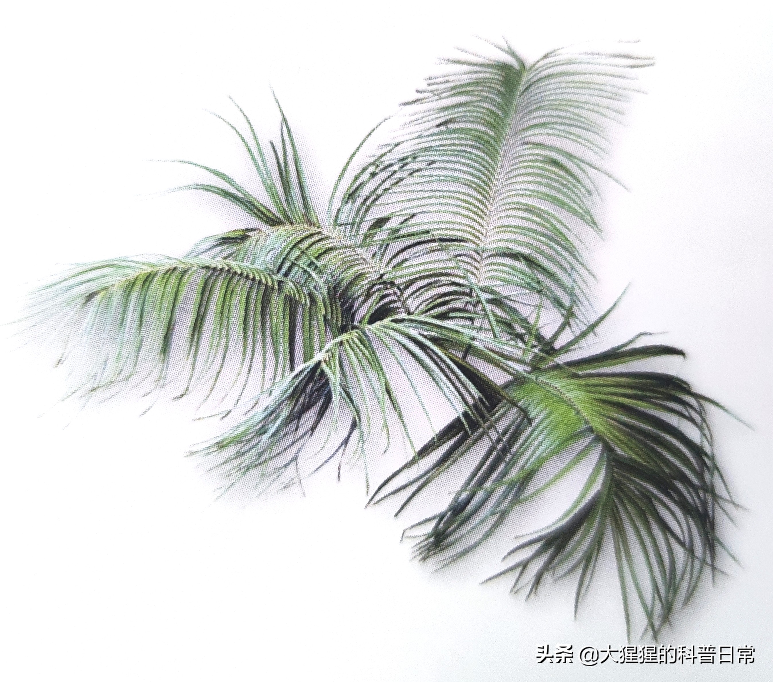 银杏的植物类群,银杏苏铁雪松水杉是裸子植物吗