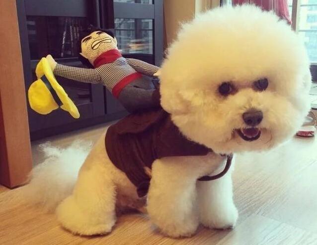 比熊犬冬天真的怕冷吗,比熊犬怕冷吗多少度合适