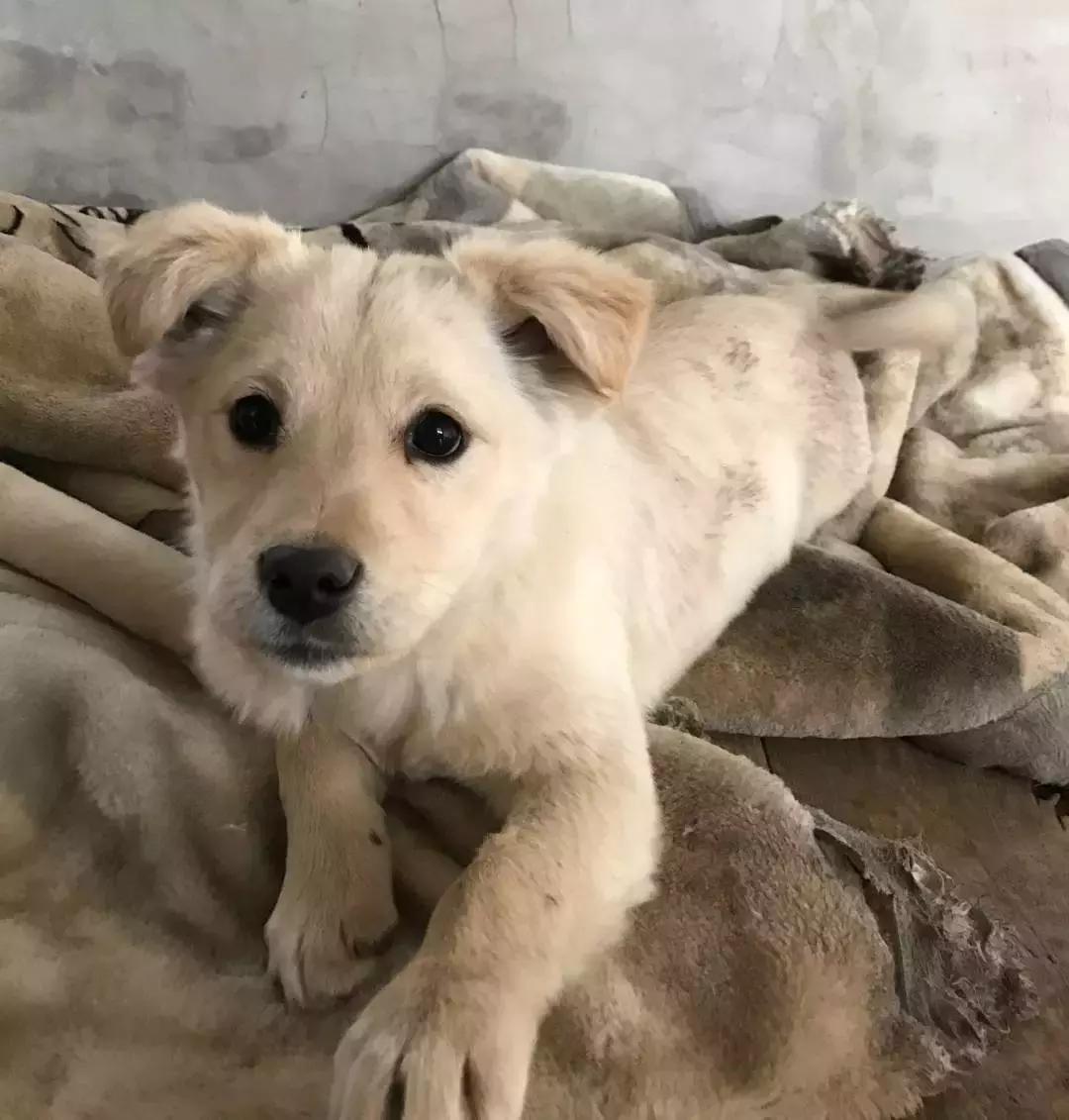 给它们一个家|线上宠物领养日,201903101