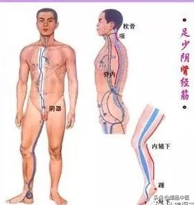 十二经筋连接动态图,十二经筋的图解