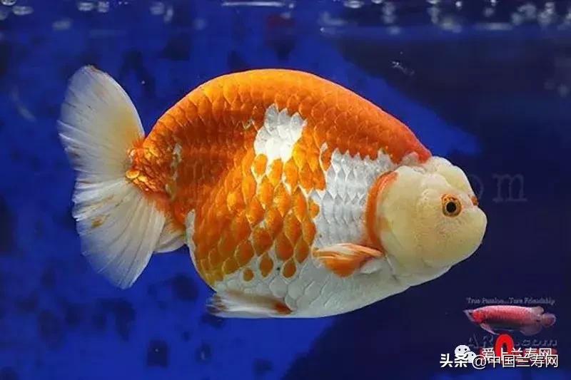 兰寿金鱼鲨鱼鳍品种图片大全,金鱼泰狮与兰寿是一个品种吗