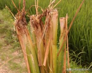 水稻高产栽培实用技术视频,高品质水稻种植新技术