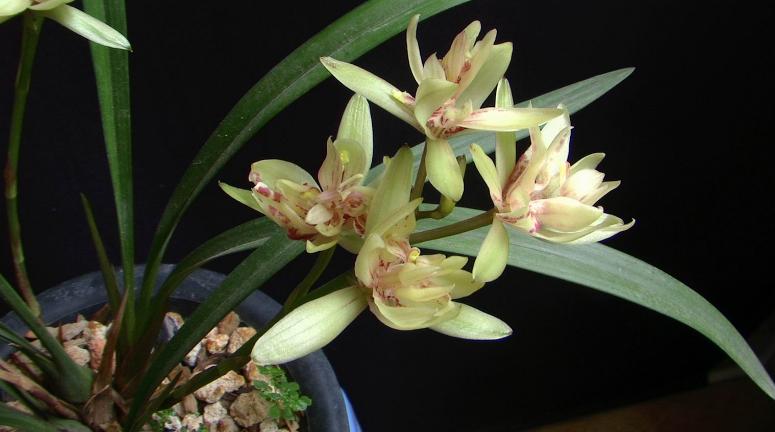 兰花奇草开奇花,适合新手养的兰花有哪些带图片