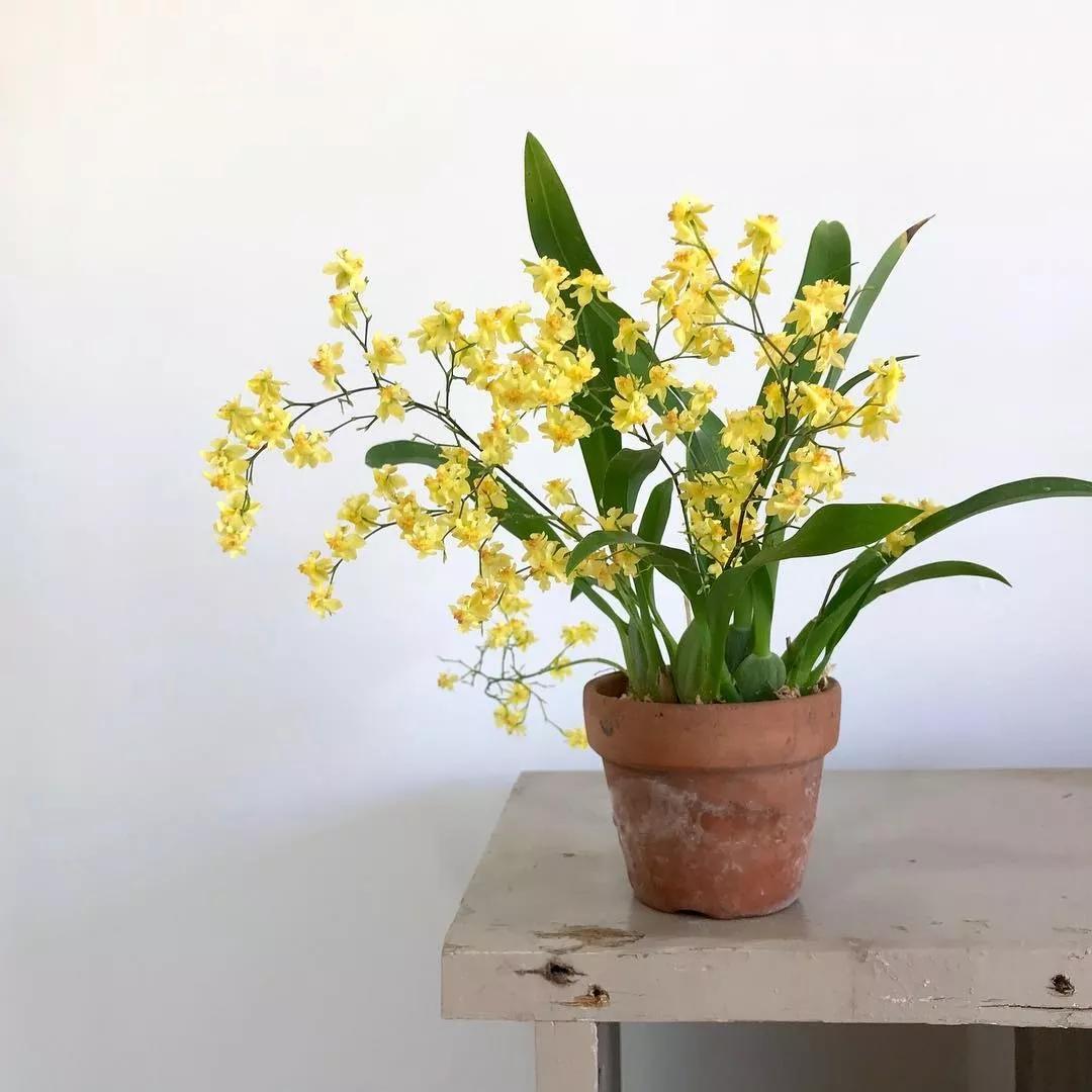 梦香兰的养殖方法,梦香兰花苗