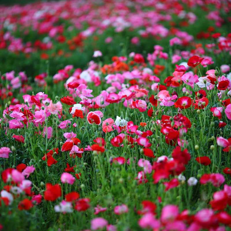 “论斤卖”的10种花卉种子，花海都种它，“靠天吃饭”就能活
