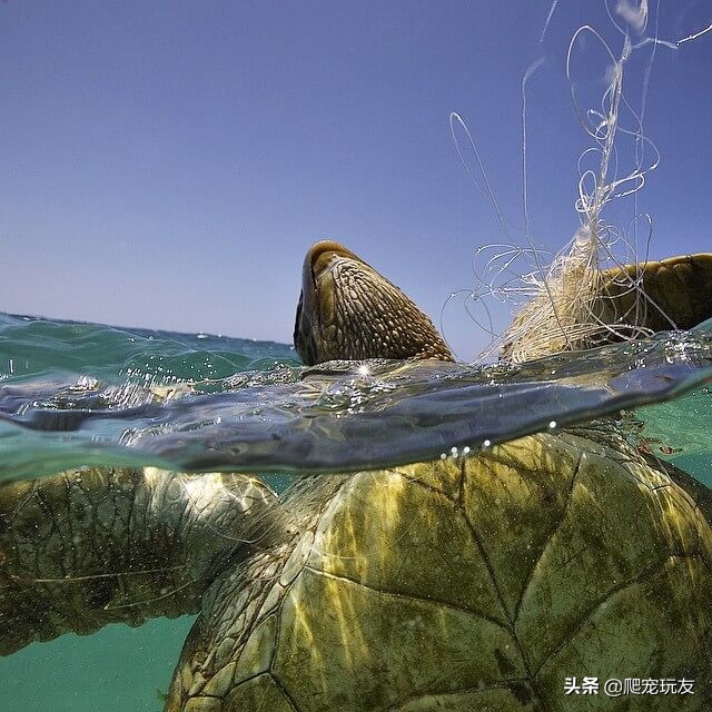 龟溺水后要干养吗,龟溺水救回来了还会死吗