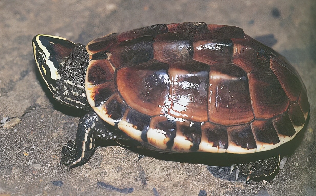 龟类纪录片,龟类图片