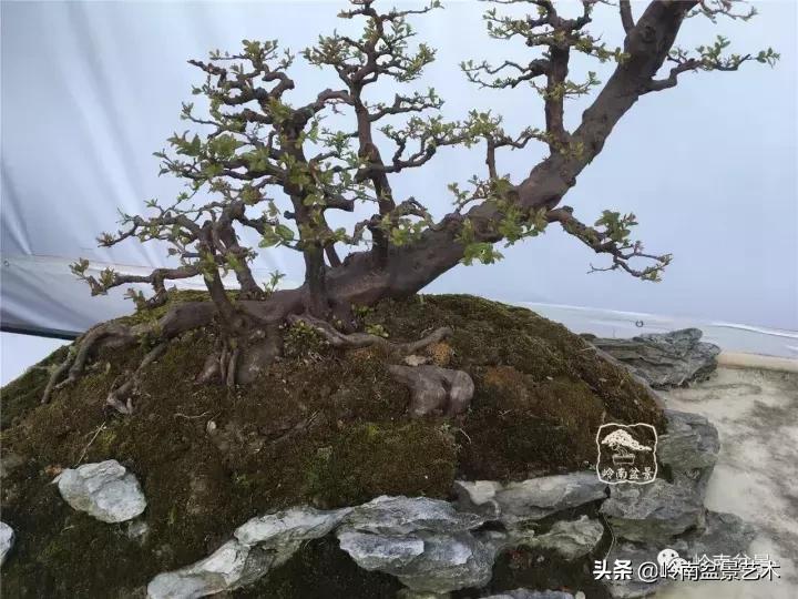 最美的100盆雀梅盆景,雀梅盆景第一年修剪视频