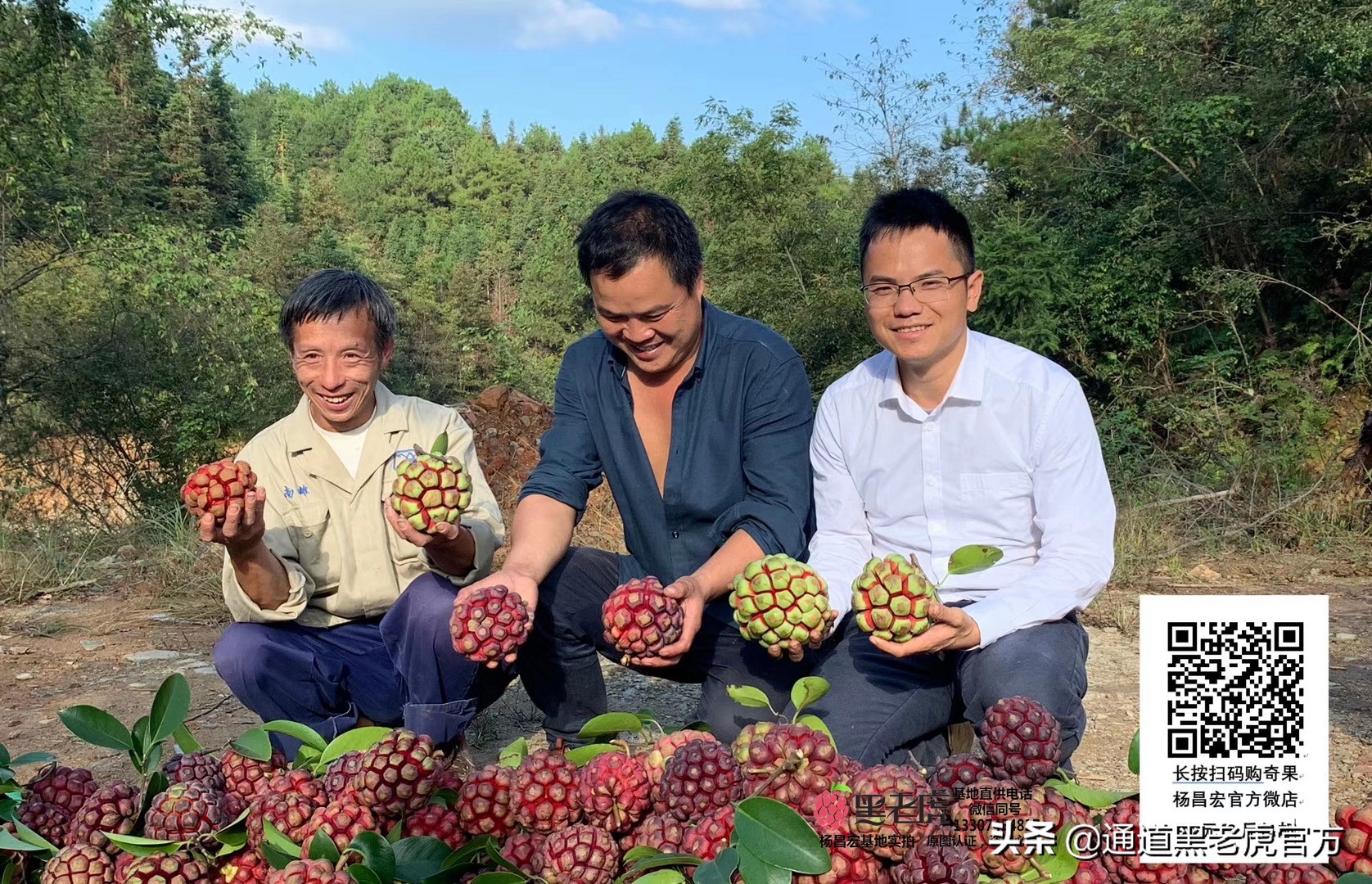 被省委书记惦记的通道小伙，正带村民种山果致富（转载）