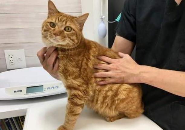 猫咪拉的屎什么样才算健康,通过猫咪的毛判断猫咪的健康状况