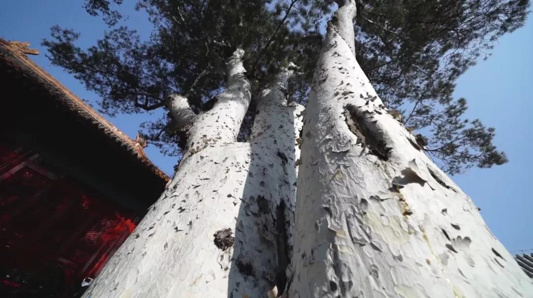北京法海寺森林公园赏秋,石景山法海寺必看景点
