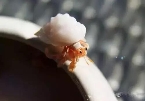 海南渔民整理的海鲜大全,渔民海鲜介绍