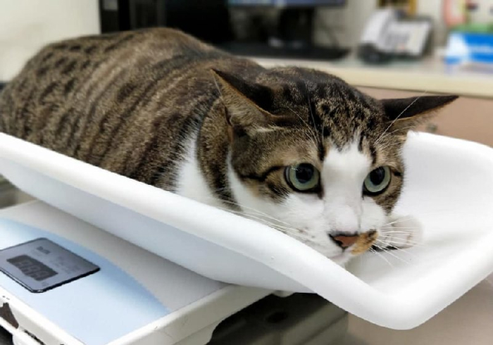 猫咪驱虫拉稀后应该怎么治,猫咪腹泻还能驱虫吗