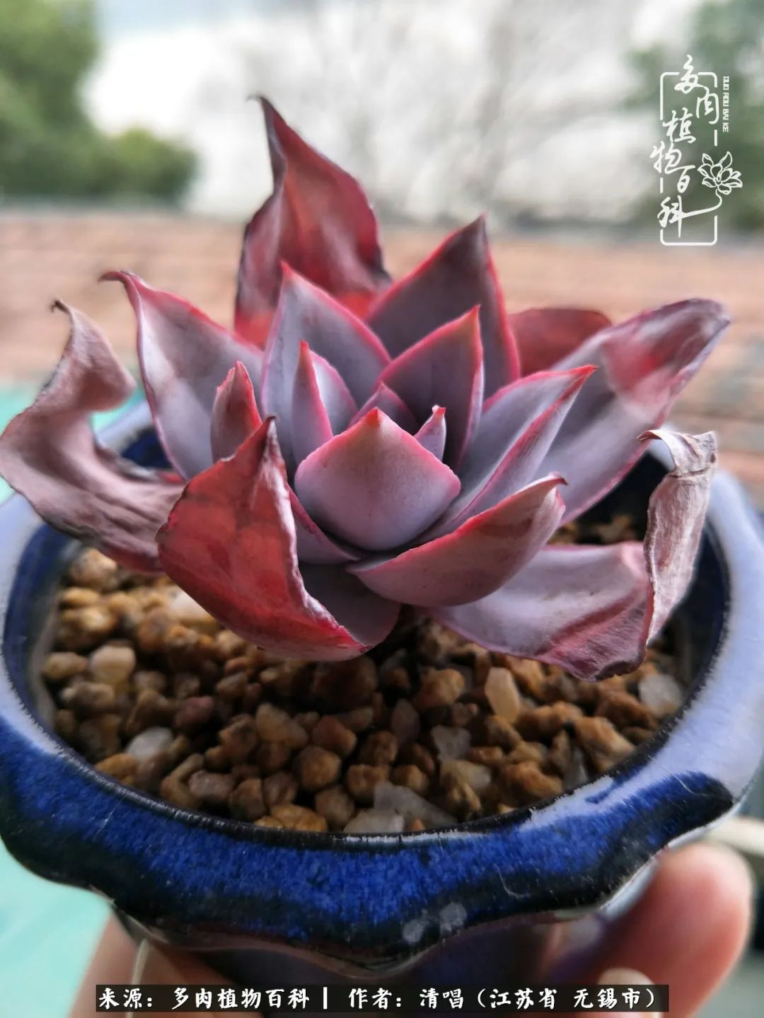 多肉植物百科好看又好养的多肉,喜欢多肉的朋友欢迎光临多肉园艺