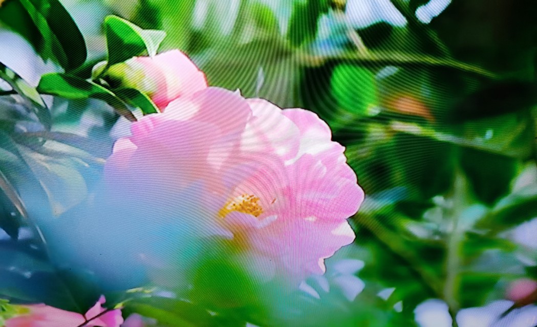 云一诗词荐读ll王惠玲的诗