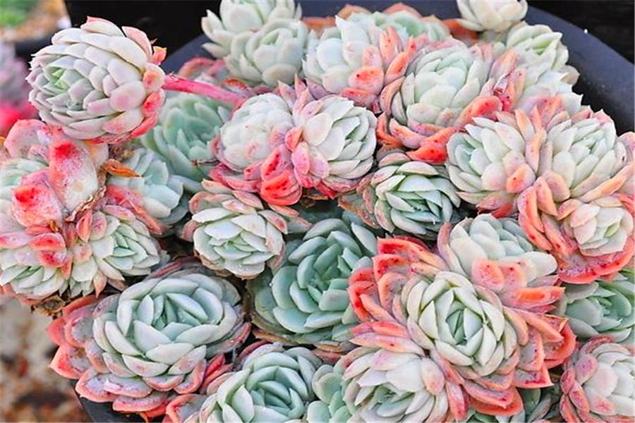 想把多肉冰梅养成透明绚烂的大果冻，就不能惯着它，越冻越有仙气