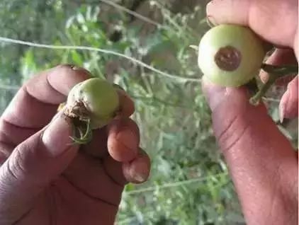 保护地栽培番茄容易出现哪些病害,春季露天番茄常见病害图及防治