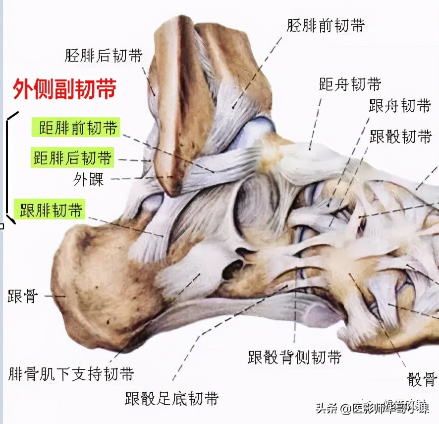 踝关节解剖视频课,解剖学韧带分布图